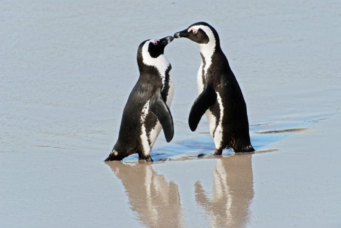 Dierenbeul gooit chloortabletten in pinguïnverblijf