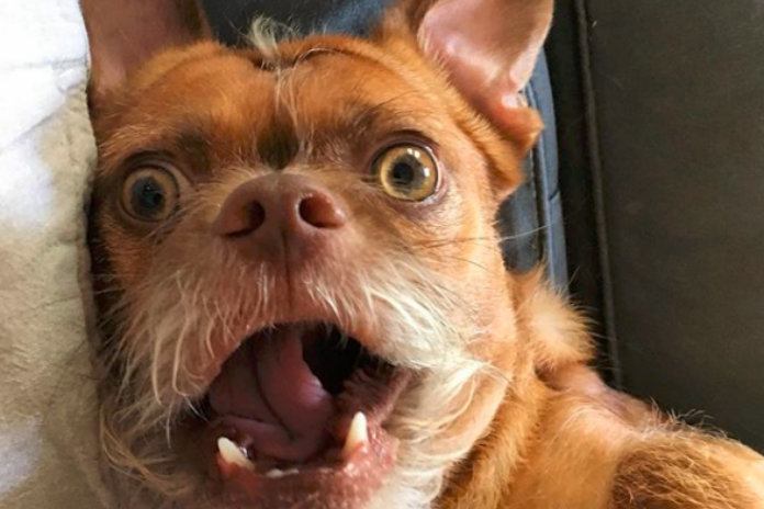 IN BEELD. Asielhond wordt razend populair dankzij unieke gezichtsexpressie