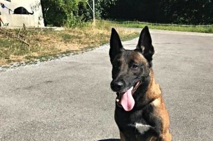 Zwitserse politiehonden krijgen sokjes tegen de hitte