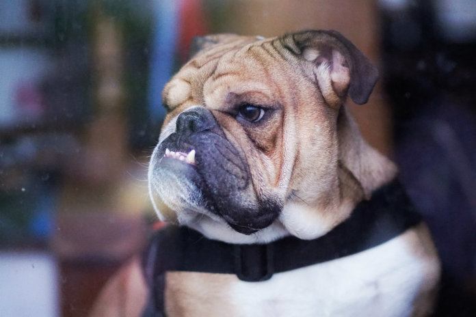 Hoera. Er opent een café in Londen speciaal voor liefhebbers van bulldogs