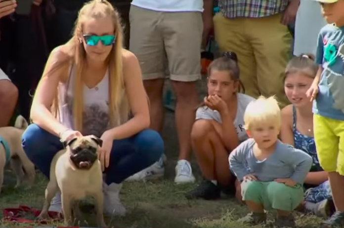 60 mopshonden zetten beste pootje voor tijdens loopwedstrijd