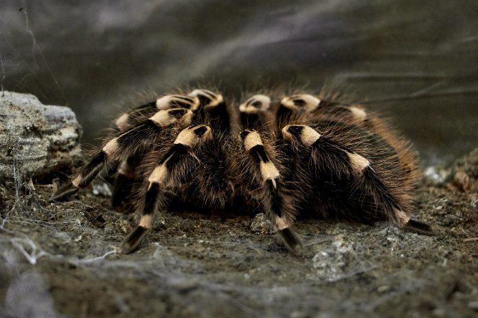 Politie betrapt man met meer dan 90 tarantula’s in huis