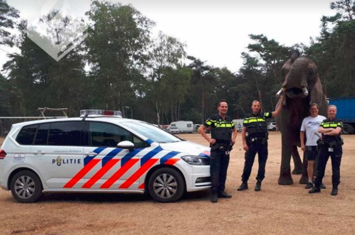 Nederlands gezin ziet plotseling olifant in hun tuin staan
