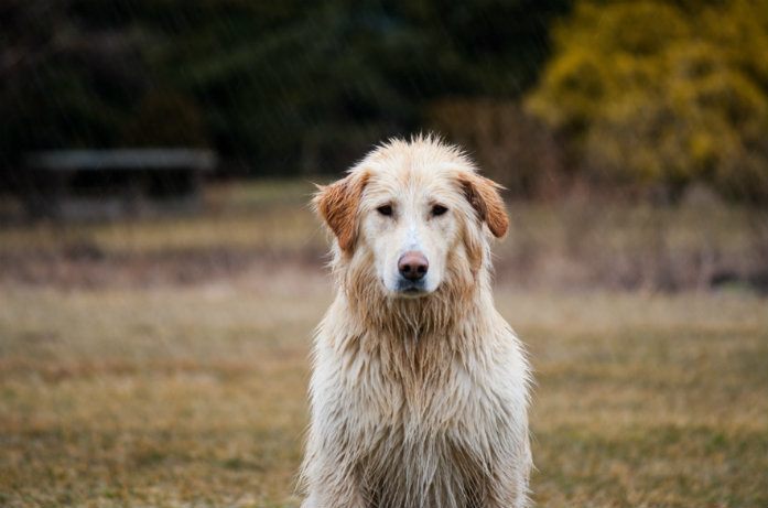 LIFEHACK. Daarom mag je nooit een natte handdoek op de rug van je hond leggen