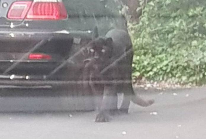 Politie moet uitrukken voor zwarte panter in Anderlecht (en kan het dier gelukkig vatten)