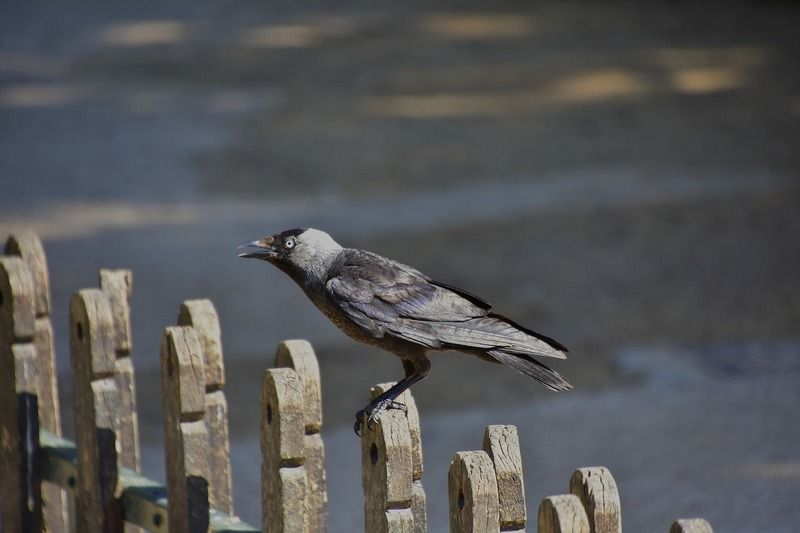 Kraaien ruimen afval in Frans themapark op