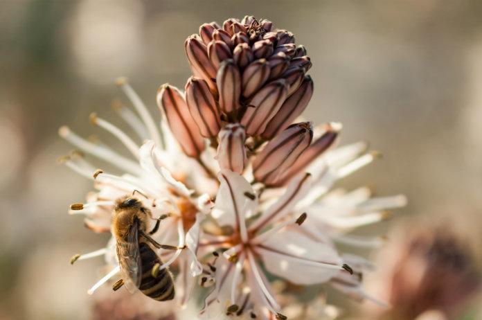 Op deze manier voorkom je wespensteken