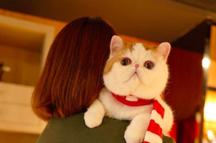 IN BEELD. Deze katten zetten hun beste streepje voor op Instagram