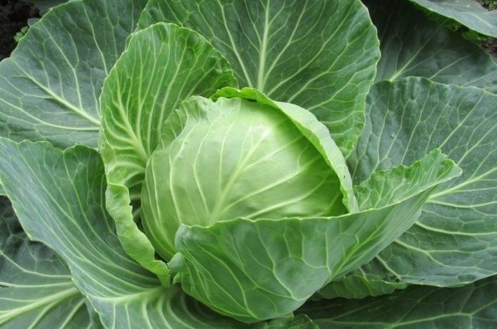 Kool, spruitjes en broccoli beschermen tegen kanker