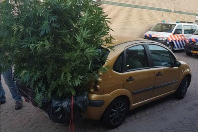 Nederlandse politie spot auto vol met wietplanten