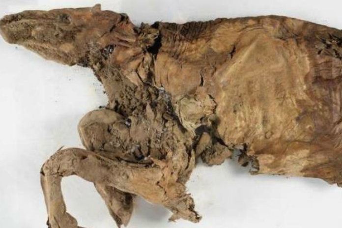 Gemummificeerde dieren ontdekt in Canada