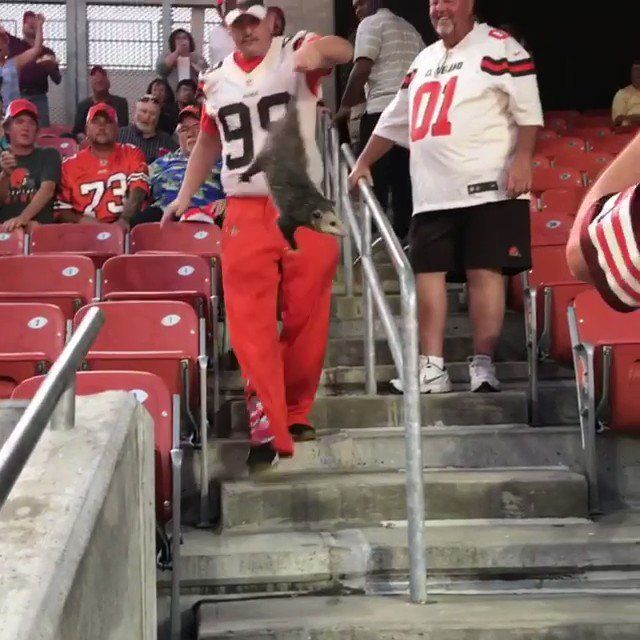 VIDEO. American footballfan vangt buidelrat tijdens wedstrijd