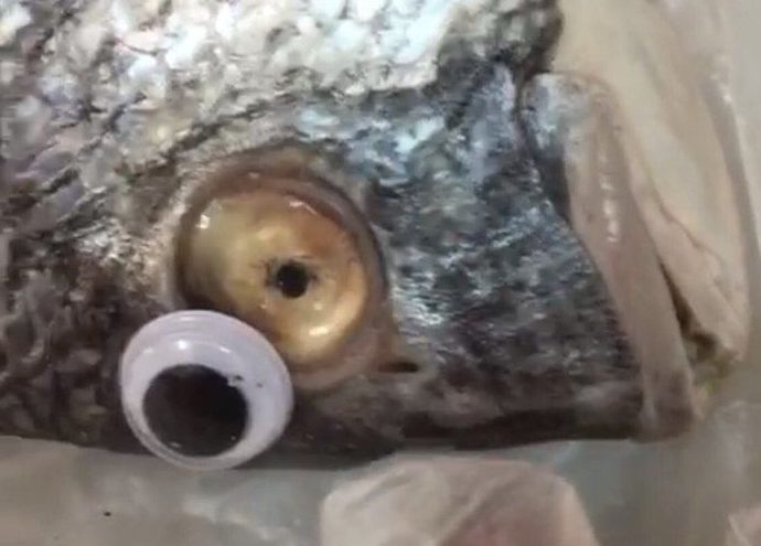 Winkel wil vis verser doen lijken door plastic nepoogjes