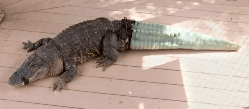 Alligator zonder staart krijgt een 3D-geprint exemplaar