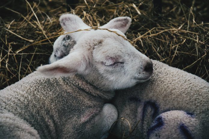 Vijf tips die je veranderen in een ochtendmens
