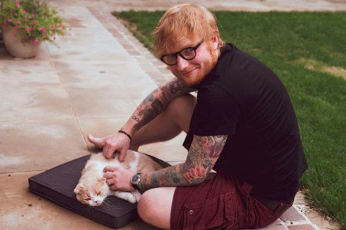IN BEELD. Ed Sheerans katten hebben eigen Instagramaccount