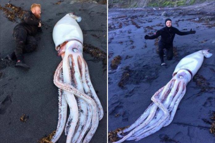 Gigantische inktvis aangespoeld in Nieuw-Zeeland