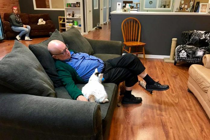 Vrijwilliger die dutjes doet met asielkatten gaat viraal