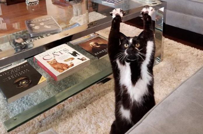 Kat steekt altijd twee poten in de lucht, maar niemand weet waarom