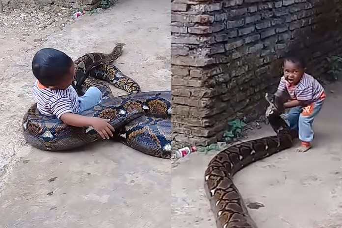 WTF: onbevreesd kindje speelt met grote python alsof het een doodgewoon huisdier is (video)