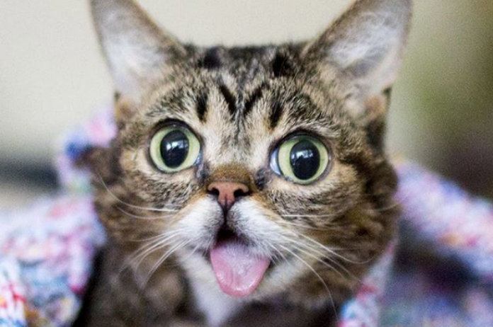 Lil Bub genomineerd voor People’s Choice Awards