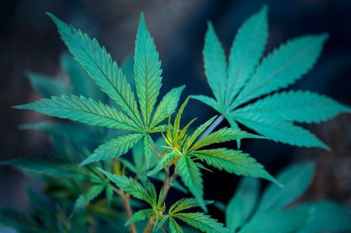 Strandgangers vechten om aangespoelde wiet