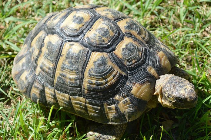 Dieven gaan lopen met 50 zeldzame schildpadden