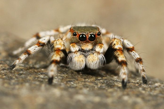 Drie makkelijke tips om spinnen te bestrijden