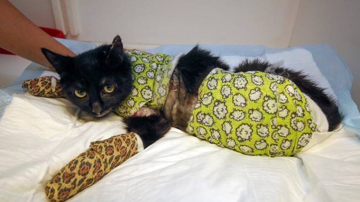 Gefolterde kattin Sprotje vindt een warm nest