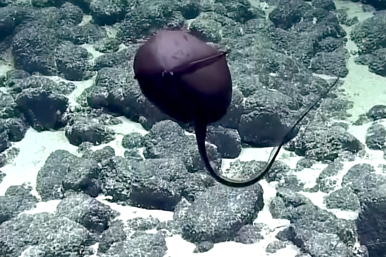 Onderzoekers geloven hun ogen niet wanneer ze dit zeeschepsel op 1.4 kilometer diepte aan het werk zien (video)