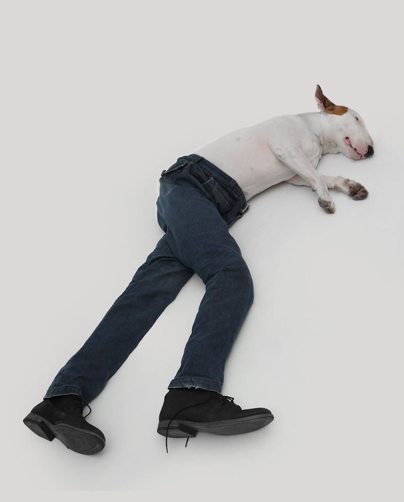 IN BEELD. Kunstenaar maakt doldwaze foto’s van zijn viervoeter