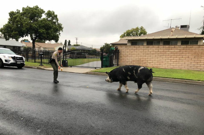 VIDEO. Agenten lokken varken met chips