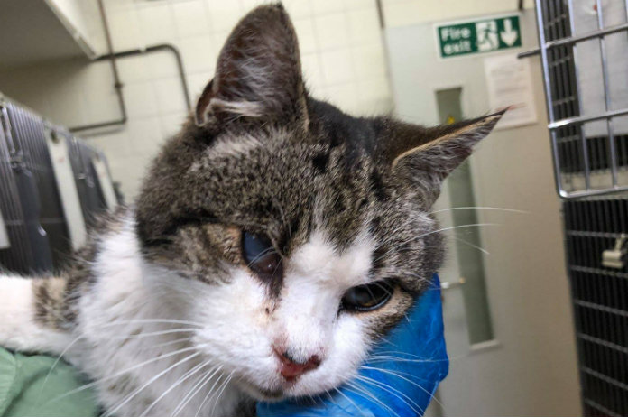 Eenogige kater Lucy maakt reis van zijn leven