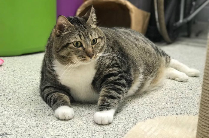 Deze kater moet dringend op dieet