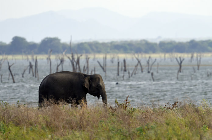 Aziatische olifant heeft ook een wiskundeknobbel