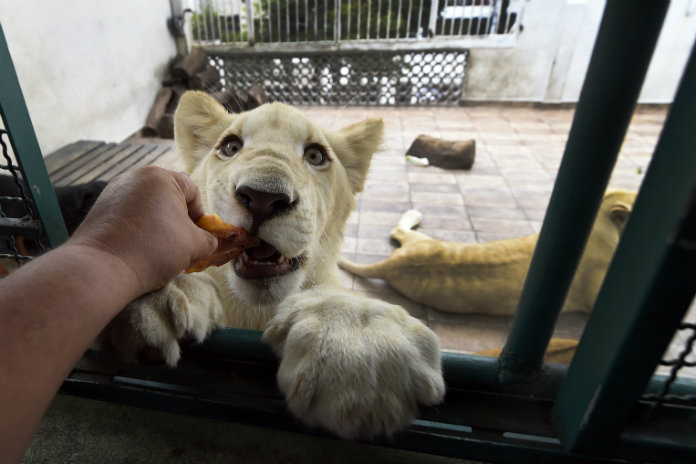 Bizar. Mexicaanse man houdt drie leeuwen op zijn dakterras