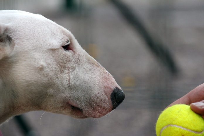 Inwoners van Wenen moeten voortaan alcoholtest afleggen als ze met hond gaan wandelen