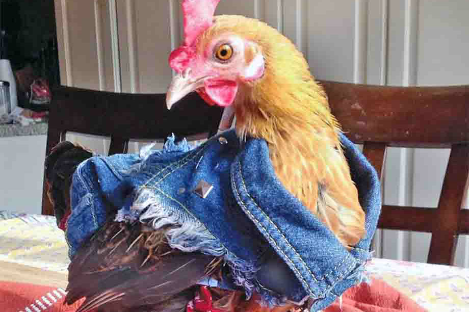 Je kip verkleden voor Halloween is veilig, aldus Amerikaanse overheid