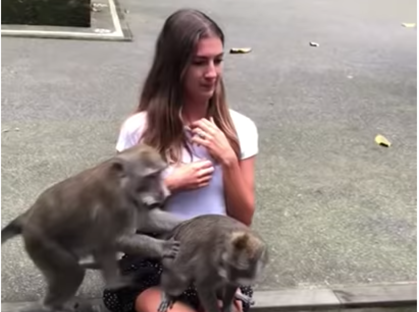 Hilarisch: ‘stoute’ aapjes gaan stevig van bil op schoot van toeriste (video)