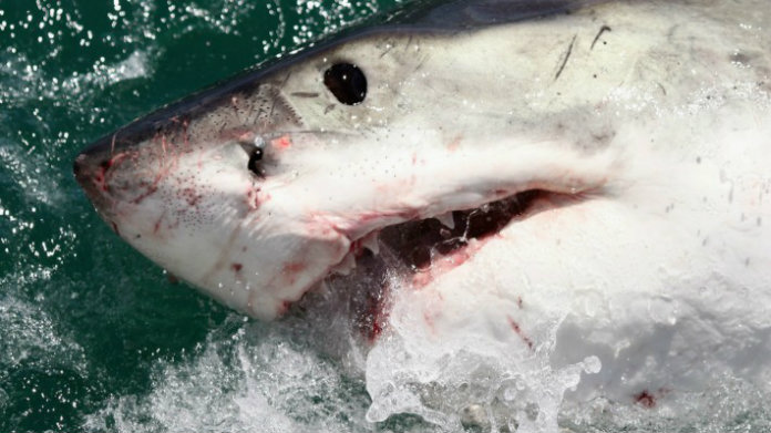 “Ik bleef hem slaan tot hij me losliet”