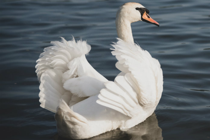 Deze machinist is een echte dierenvriend