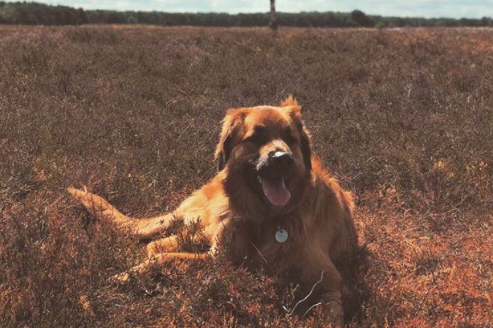 Ook BV’s poseren met hun huisdier voor Werelddierendag