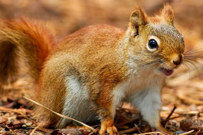 Amerikaanse vrouw en haar therapie-eekhoorn uit het vliegtuig gezet