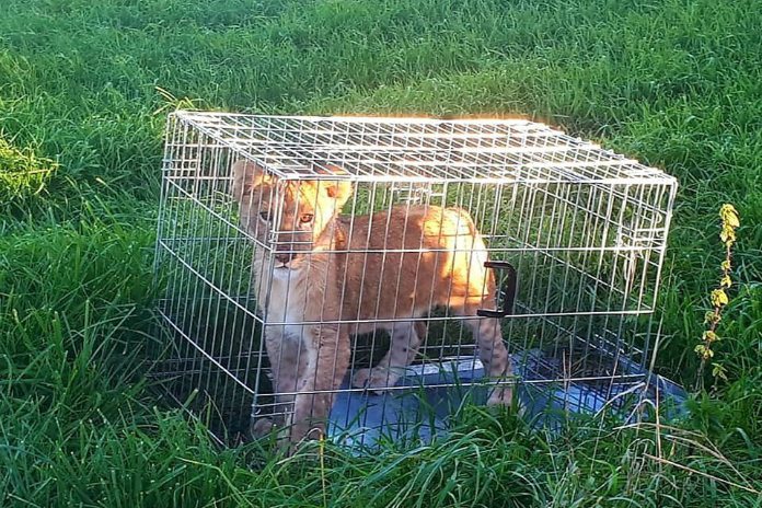 Kooi met leeuwenwelpje gevonden in Nederlandse wei