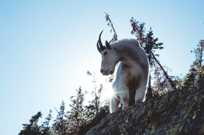 Agressieve berggeiten zijn uit op menselijke urine
