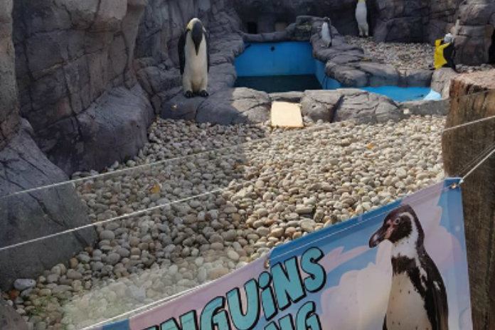 Dierentuin gebruikt valse pinguïns wegens een tekort aan echte