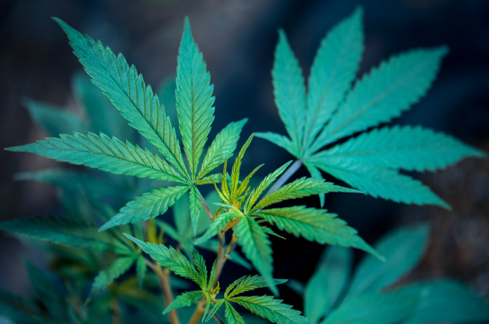 Bizar. Koffiebar verkoopt koffie met cannabis