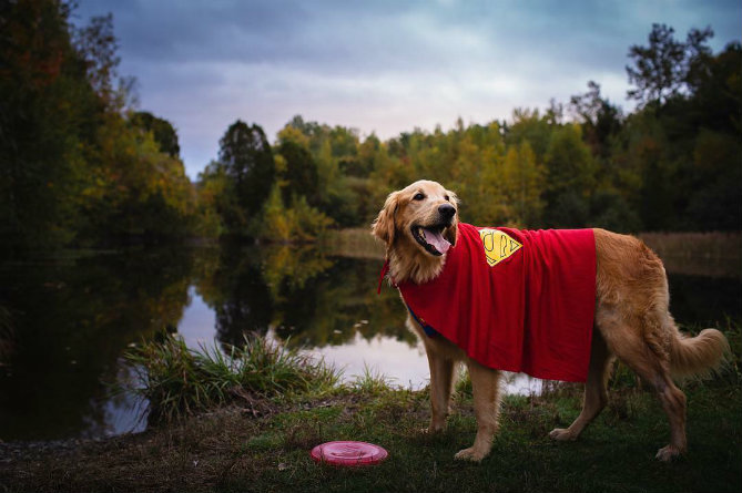 Terminaal zieke hond werkt bucketlist af