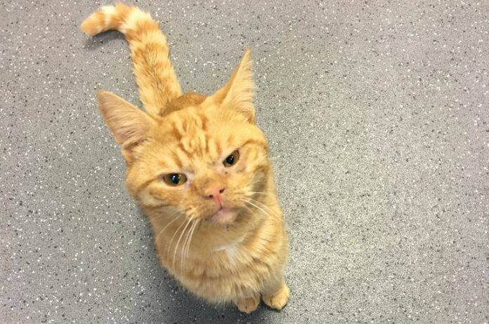 Deze kater heeft voortdurend een ‘resting grumpy face’