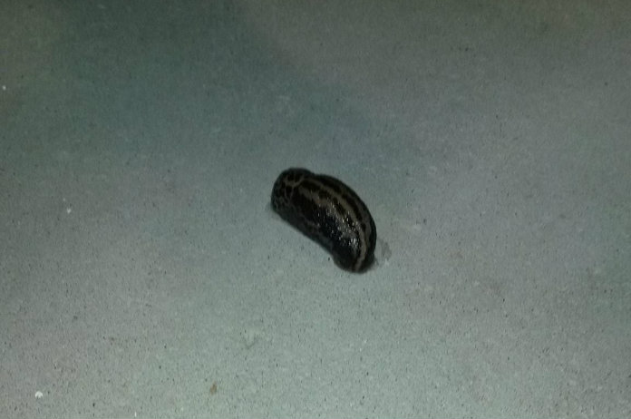 Dierenambulance rukt uit voor… naaktslak